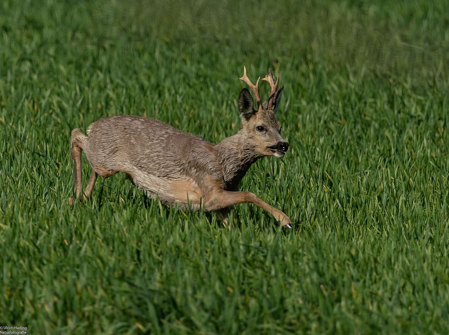 Rehbock im Getreide