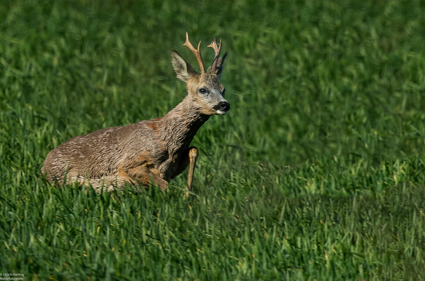 Rehbock im Getreide1