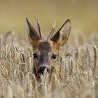 Rehbock im Getreidefeld