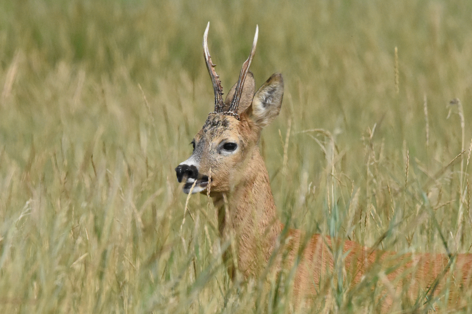 Rehbock im Gras