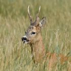 Rehbock im Gras