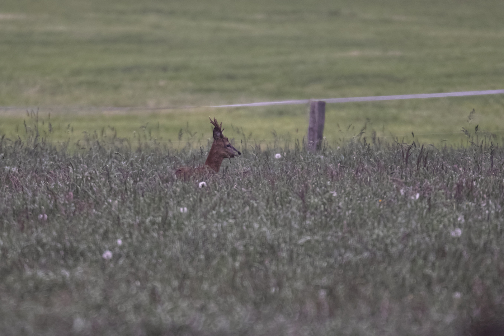 Rehbock im Gras einer Pferdekoppel