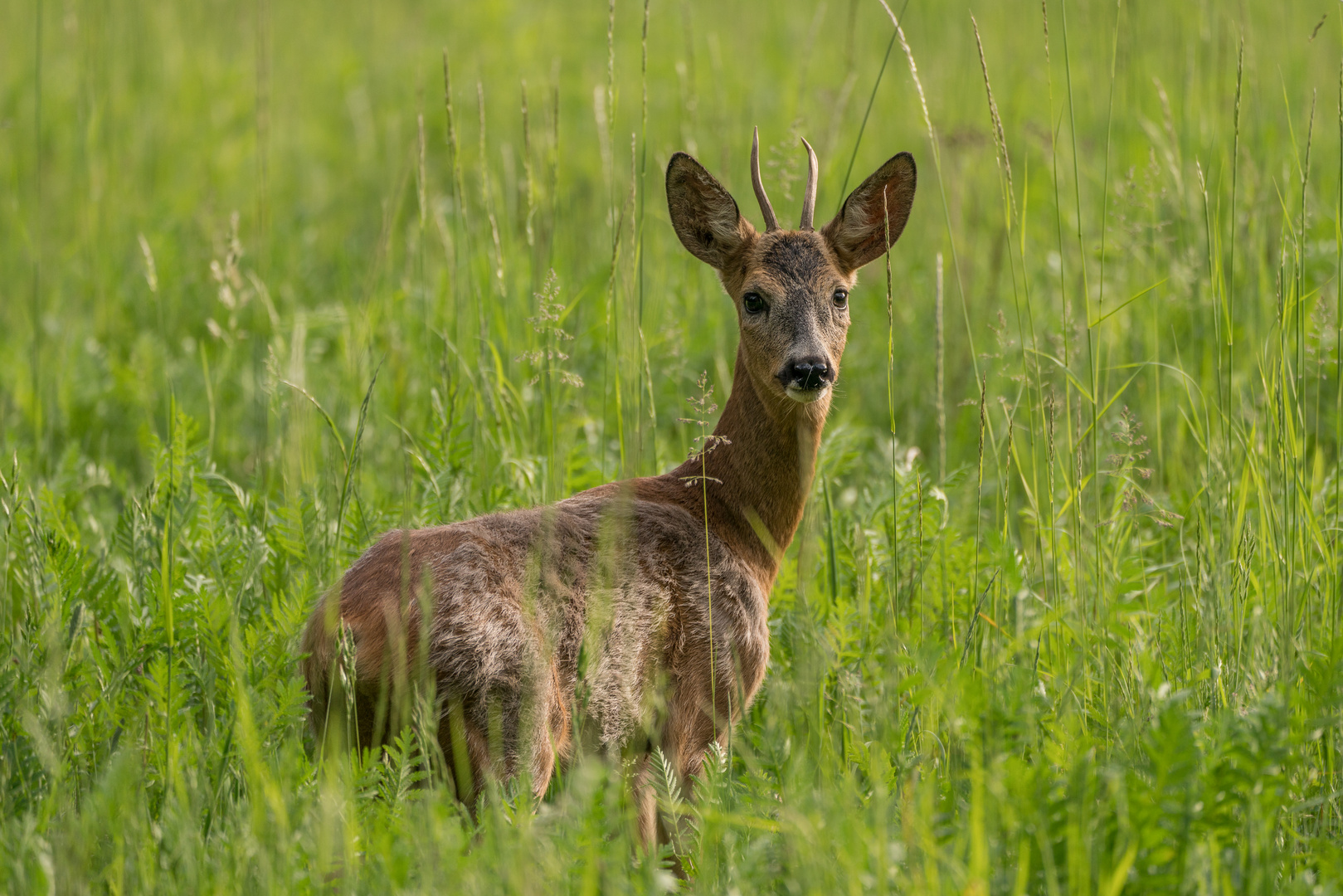 Rehbock im Grünen (wildlife)