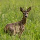 Rehbock im Grünen (wildlife)