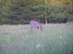 Rehbock im Haarwechsel