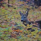 Rehbock im herbstlichen Wald