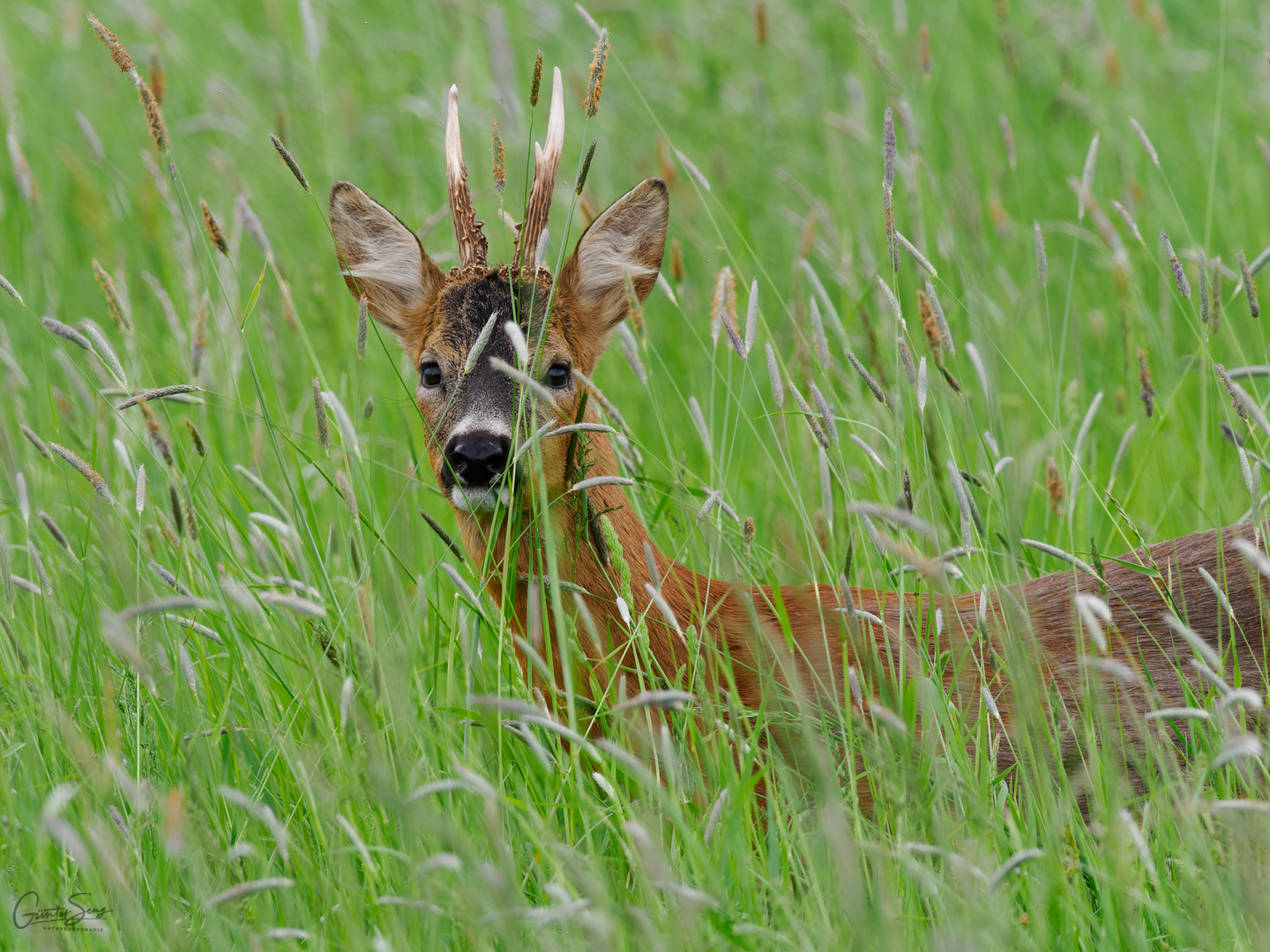 Rehbock im hohen Gras.....