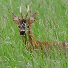 Rehbock im hohen Gras.....