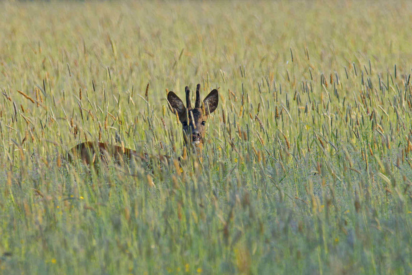 Rehbock im hohen Gras