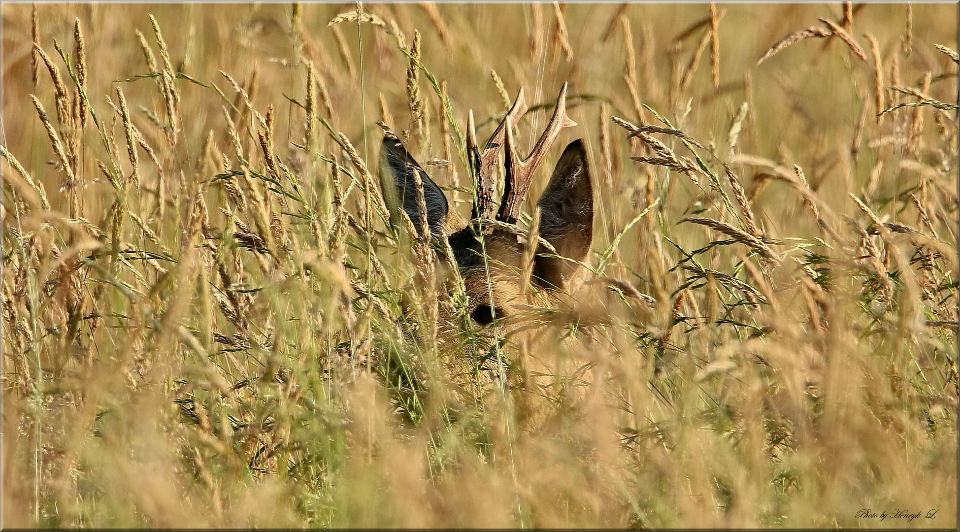 Rehbock im hohen Gras.....