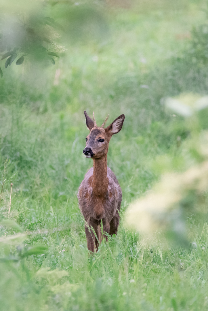 Rehbock im Holunderfeld