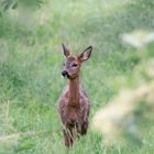 Rehbock im Holunderfeld