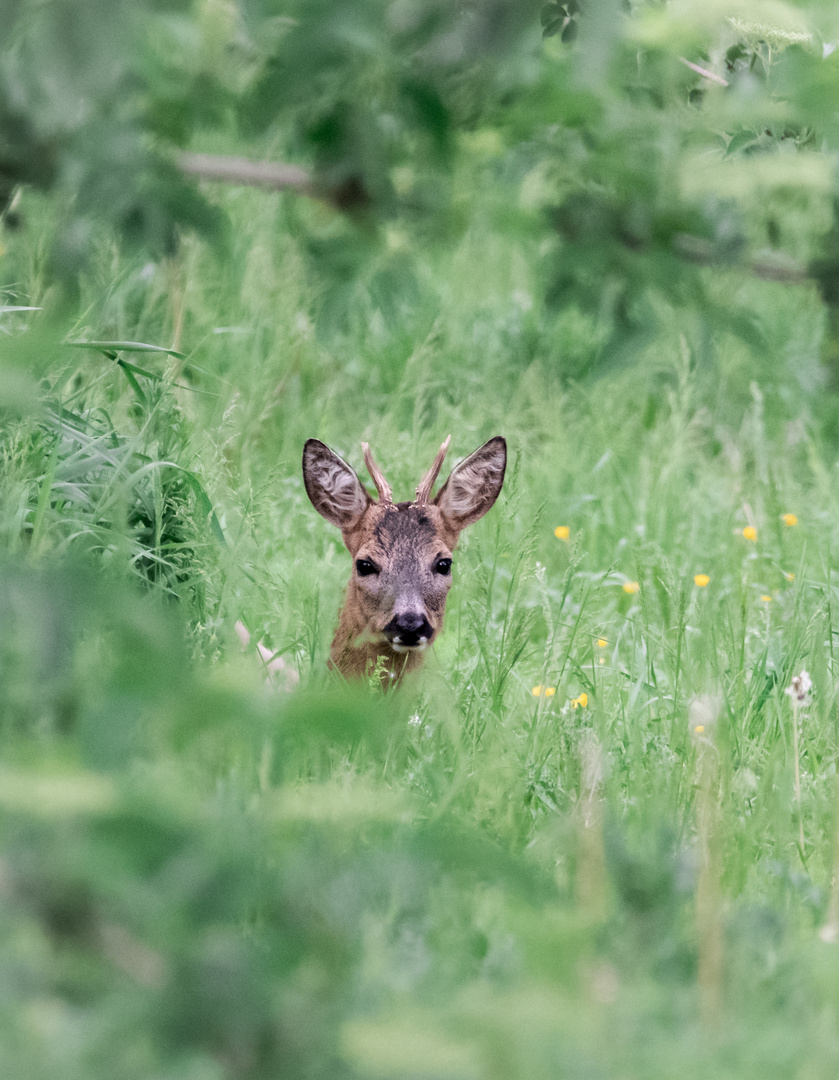 Rehbock im Holunderfeld