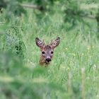 Rehbock im Holunderfeld