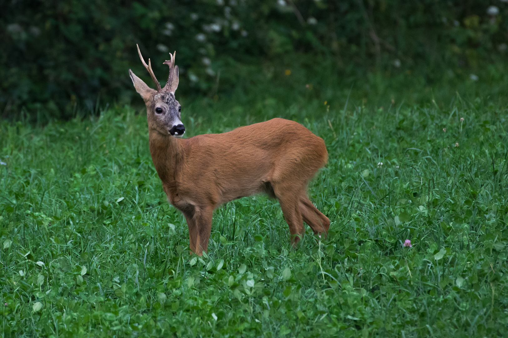 Rehbock im Kleefeld