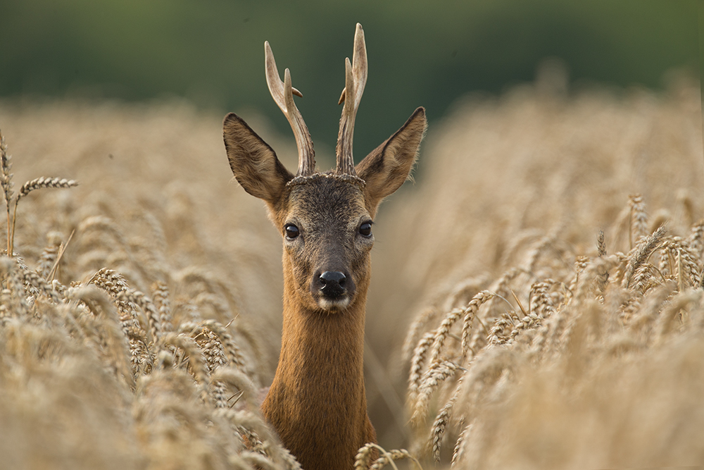 Rehbock im Kornfeld