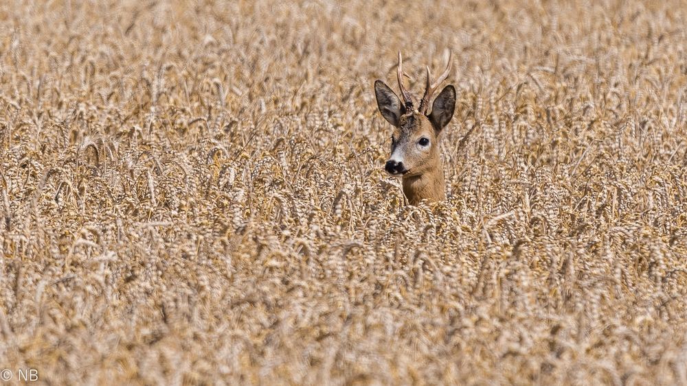 Rehbock im Kornfeld 2021"