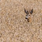 Rehbock im Kornfeld 2021"