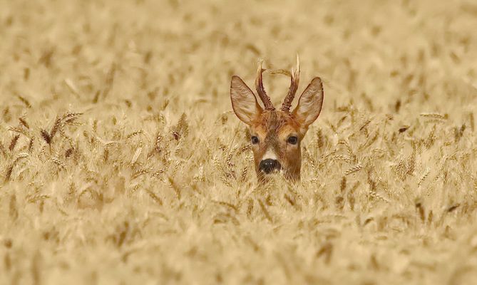 Rehbock im Kornfeld