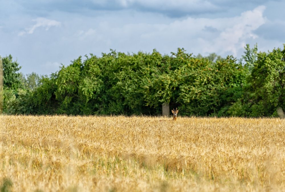 Rehbock im Kornfeld