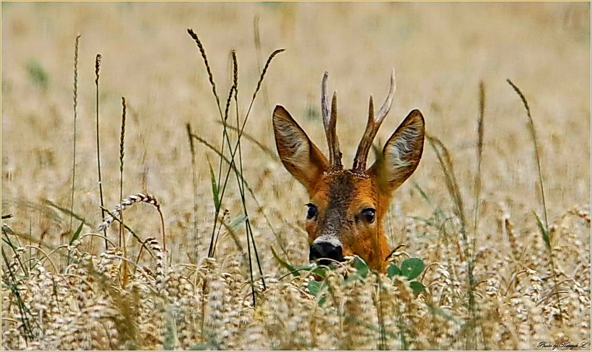  - Rehbock im Kornfeld -