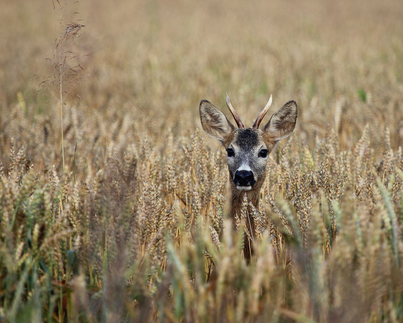 Rehbock im Kornfeld