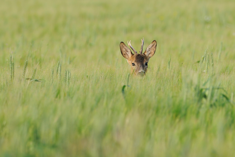 Rehbock im Kornfeld