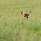 Rehbock im Kornfeld