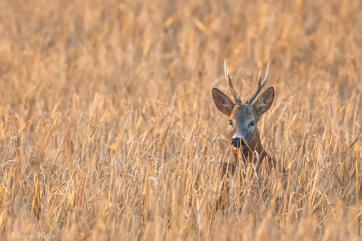 Rehbock im Kornfeld Ed2