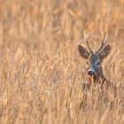 Rehbock im Kornfeld Ed2