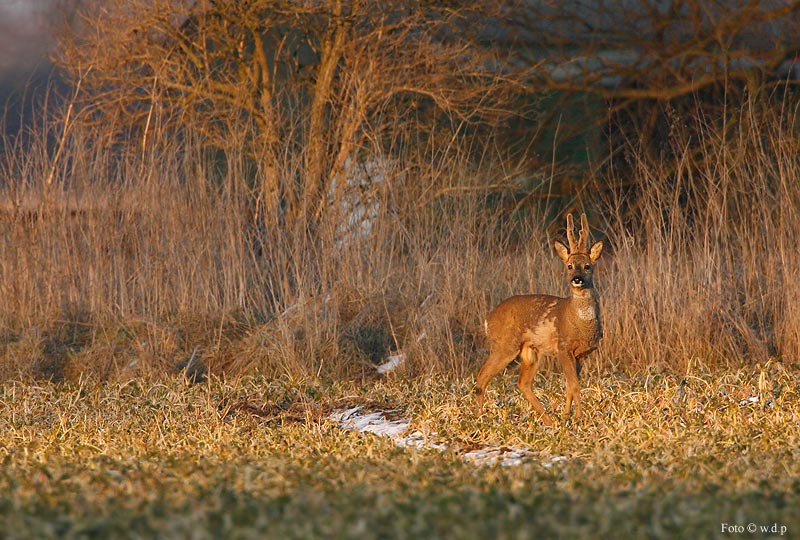 Rehbock im letzten Abendlicht