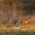 Rehbock im letzten Abendlicht