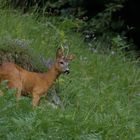 Rehbock im letzten Licht