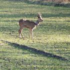 Rehbock im Licht