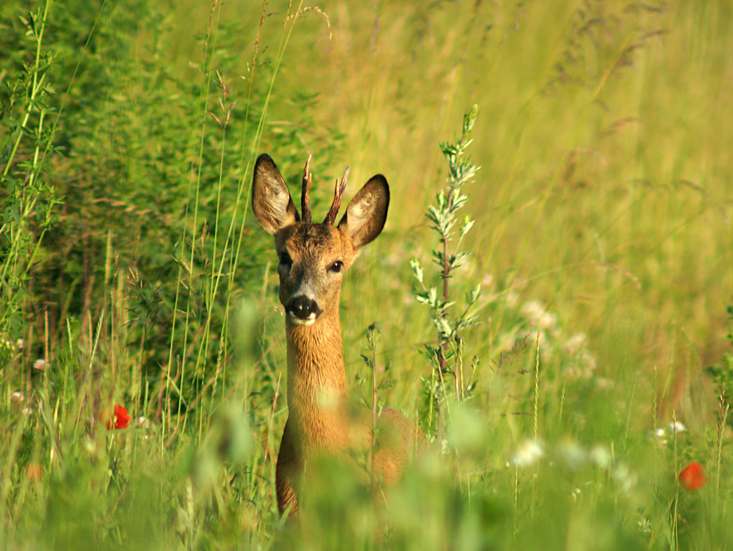 Rehbock im Mai