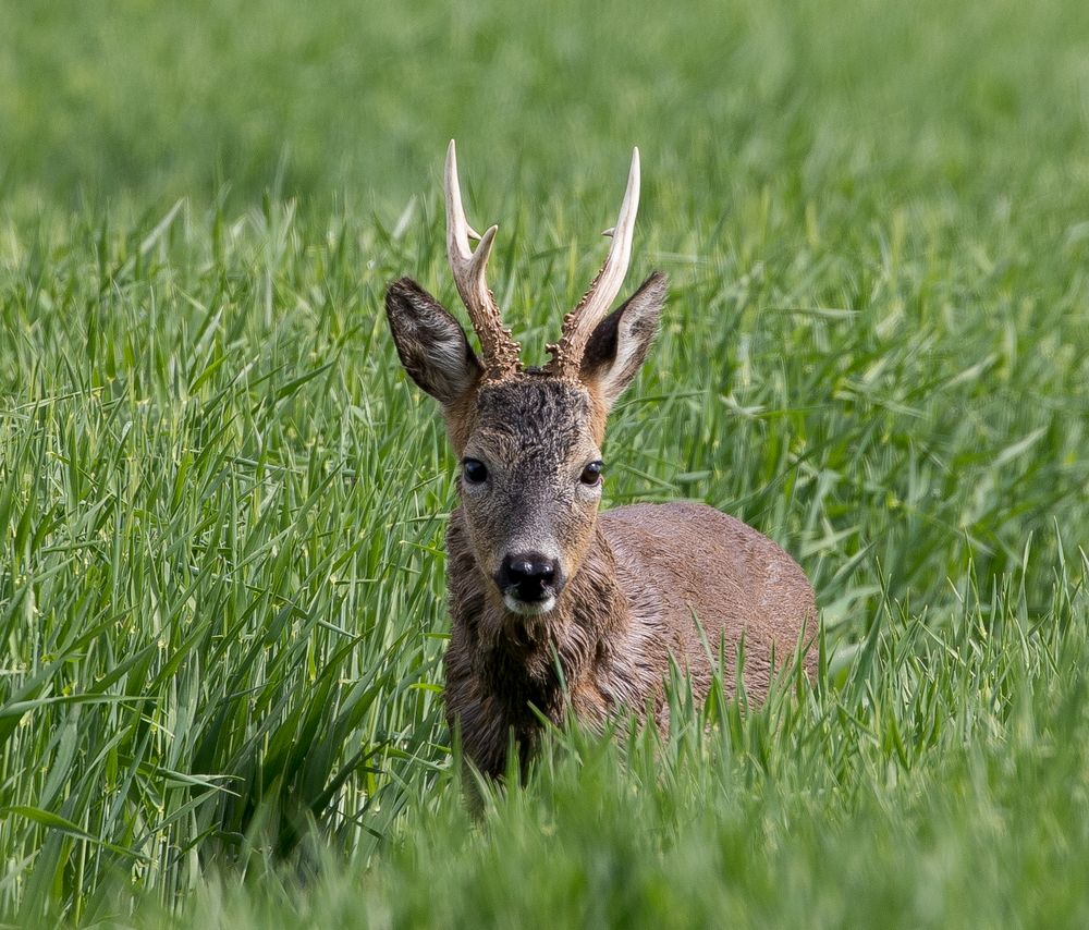 Rehbock im Mai