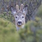 Rehbock im Moor