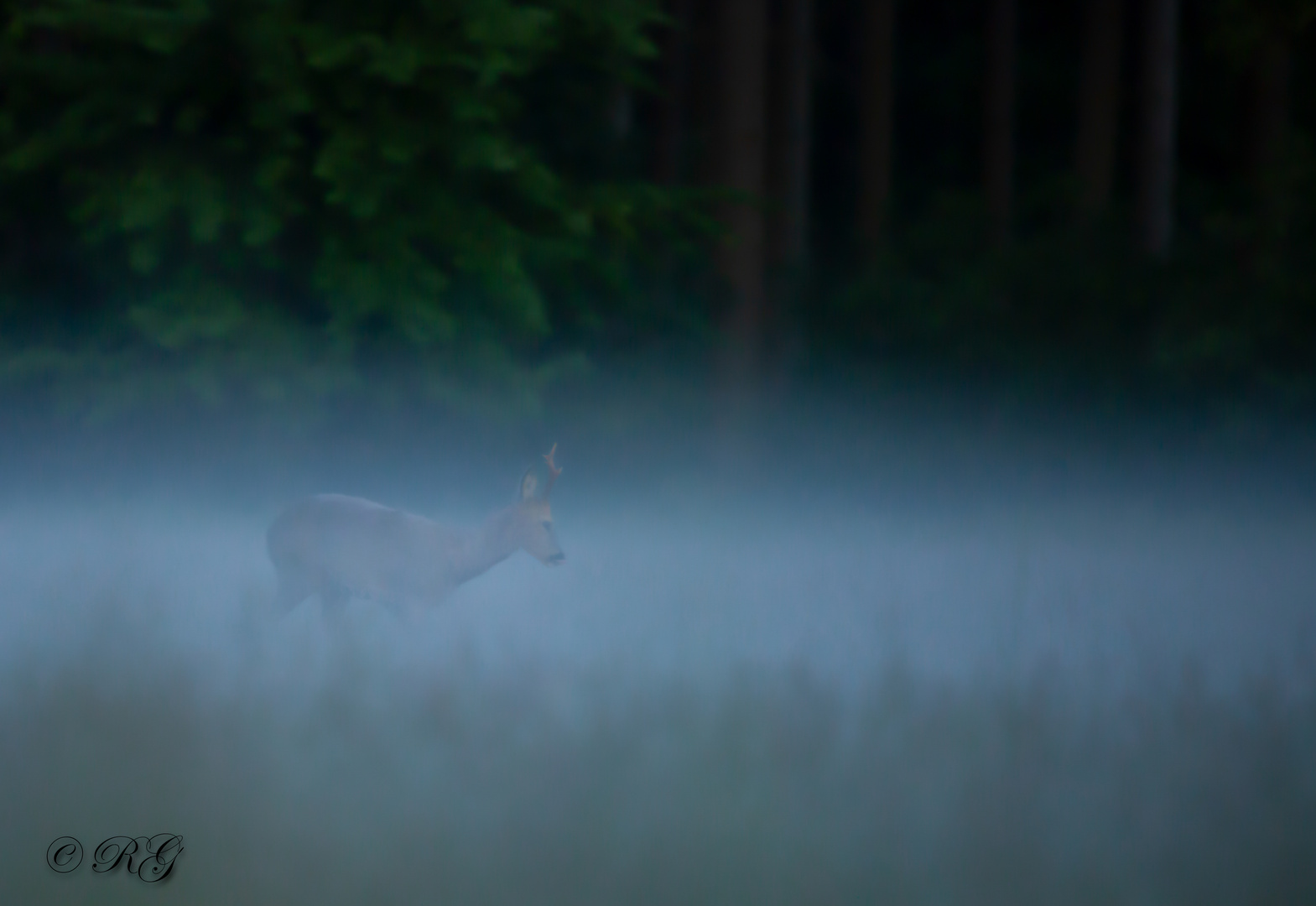 Rehbock im Morgengrauen