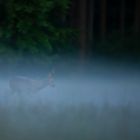 Rehbock im Morgengrauen