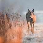 Rehbock im Morgenlicht 