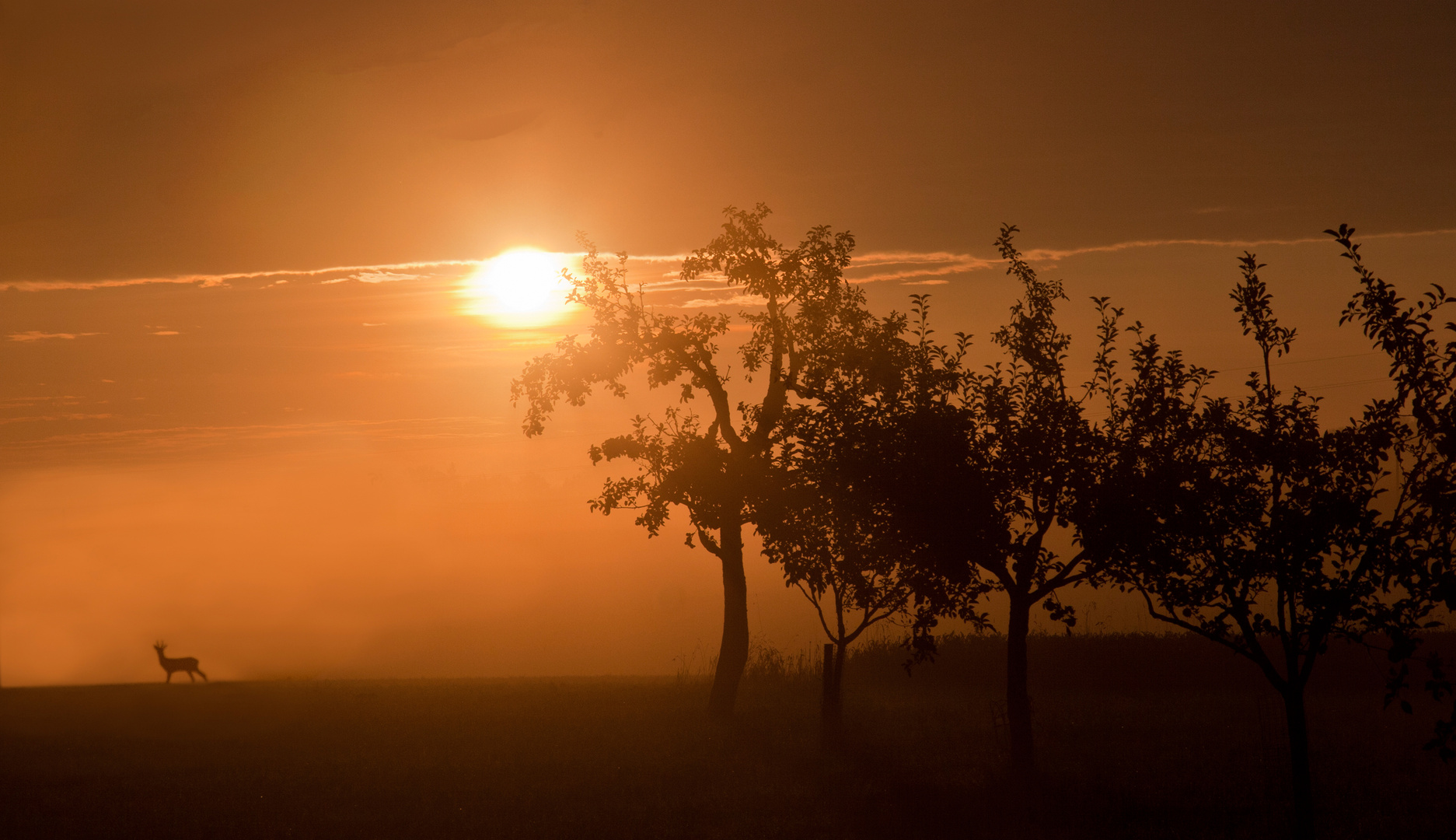 Rehbock im Morgenlicht