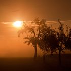 Rehbock im Morgenlicht