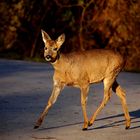 Rehbock im Morgenlicht