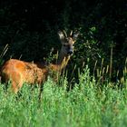 Rehbock im Morgenlicht