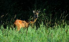 Rehbock im Morgenlicht