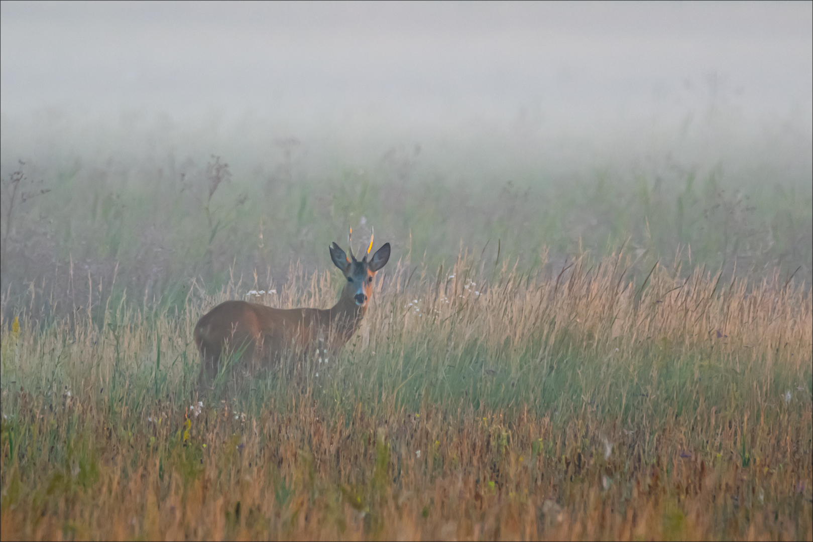 Rehbock im Morgennebel