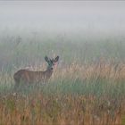 Rehbock im Morgennebel