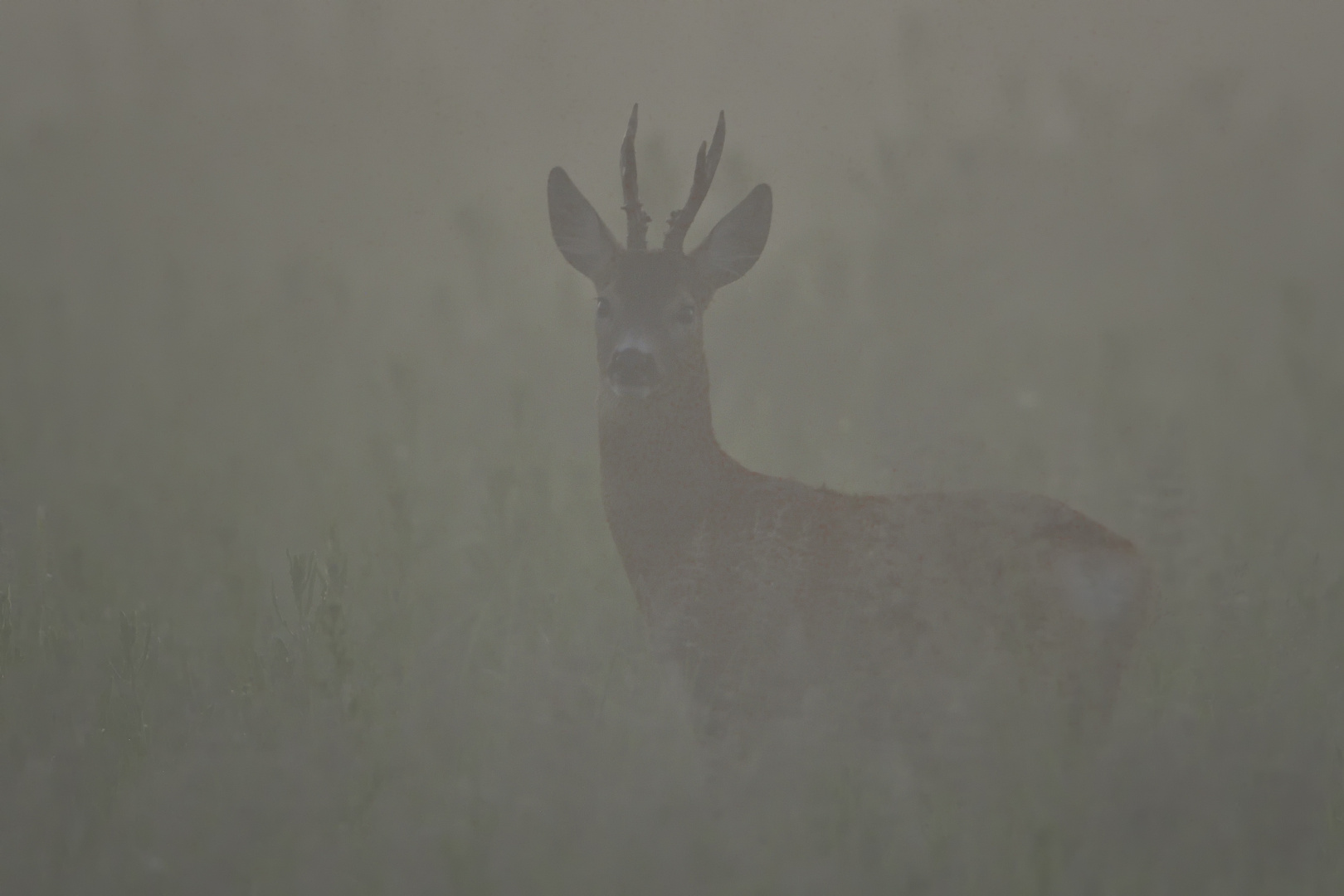 Rehbock im Morgennebel