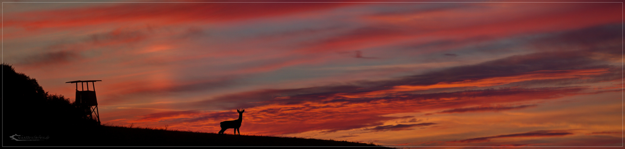 Rehbock im Morgenrot