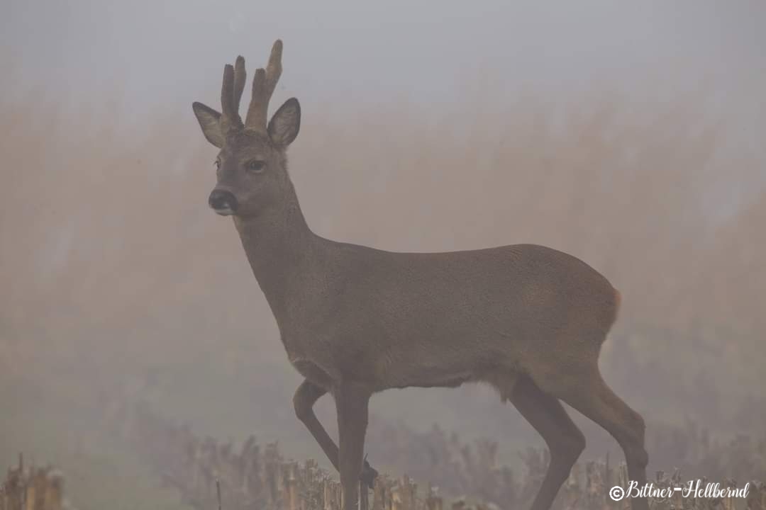 Rehbock im Nebel 